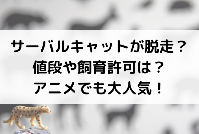 サーバルキャットが脱走 値段や飼育許可は アニメでも大人気